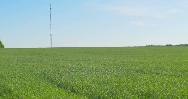 小麦の春の野に大きな通信タワー — ストック動画