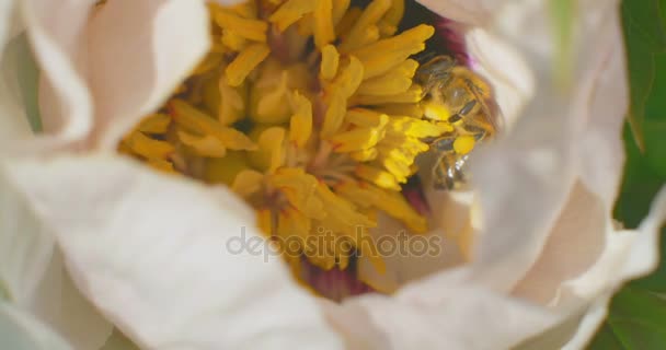 Biene sammelt Nektar auf paeonia suffruticosa Blume. Nahaufnahme. — Stockvideo