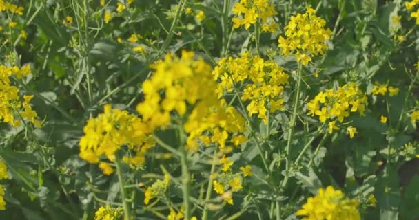 Campo de canola floreciente. Violación en el campo en verano. Aceite de colza amarillo brillante. Colza en flor. — Vídeos de Stock