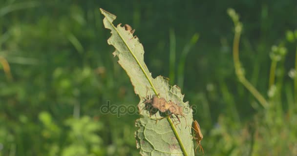 Wood bugs on green leaf. Close Up. — Stock Video