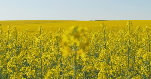 Champ de canola en fleurs. Viol sur le terrain en été. Huile de colza jaune vif. Colza en floraison.