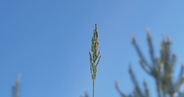 Une herbe sur fond de ciel. Gros plan .