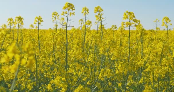Un campo di colza in fiore. Stupro sul campo in estate. Olio giallo brillante di colza. Colza in fiore. — Video Stock