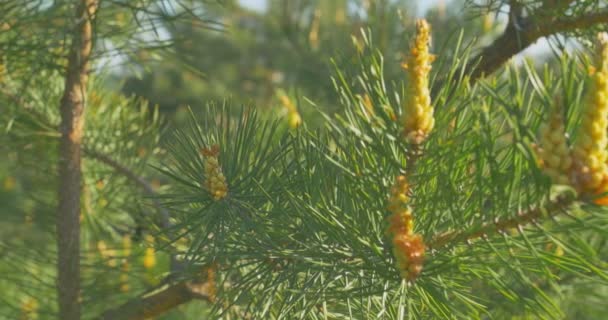 Žlutá šišky na stromech. Borové šišky jsou zavěšené na větvi stromu. Detailní záběr. — Stock video