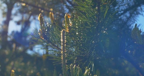 Conos de pino amarillo en los pinos. Los conos de pino cuelgan de la rama del árbol. De cerca. . — Vídeos de Stock