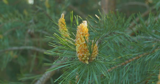 Yellow pine cones on the pine trees. The pine cones are hanging on the branch of the tree. Close up. — Stock Video