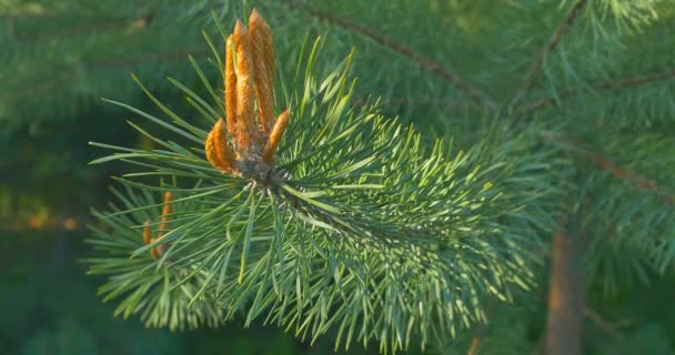 Conos de pino amarillo en los pinos. Los conos de pino cuelgan de la rama del árbol. De cerca. . — Vídeos de Stock