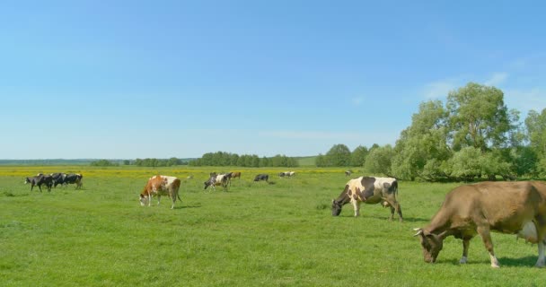 Vaches broutant sur une prairie verte — Video