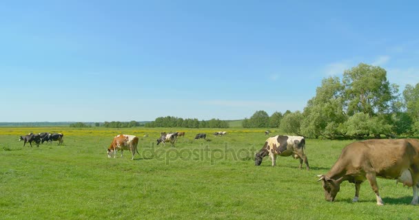vaches broutant sur une prairie verte
