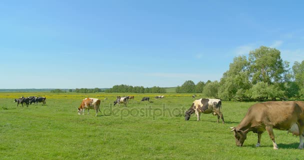 Kühe grasen auf einer grünen Wiese — Stockvideo