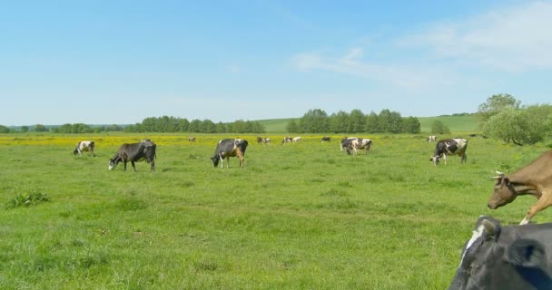 Kor som betar på en grön äng — Stockvideo