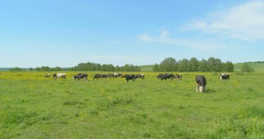 Yeşil bir çayırda otlayan inekler