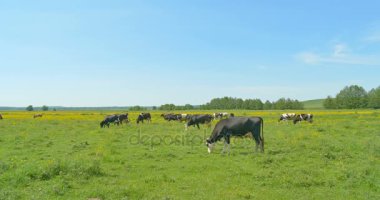 Yeşil bir çayırda otlayan inekler