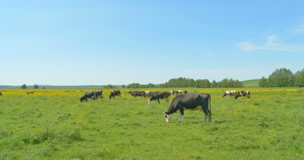 Vaches broutant sur une prairie verte — Video