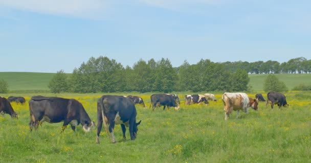 Vaches broutant sur une prairie verte — Video