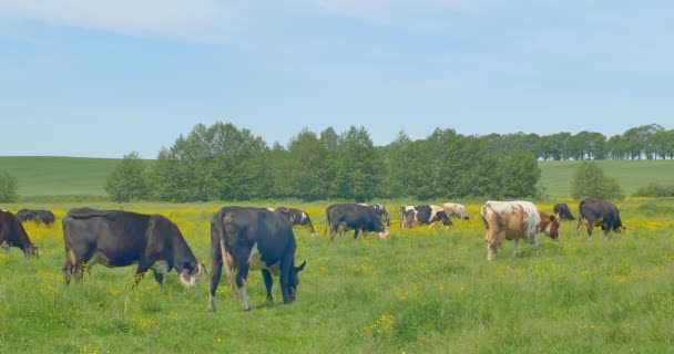 Vacas pastando en un prado verde — Vídeo de stock