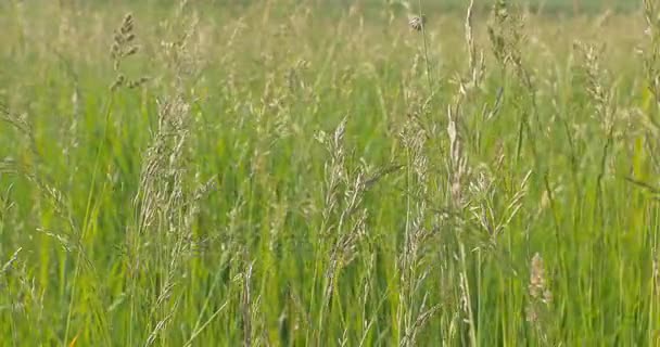 Green grass close-up. Wind blowing. Horizontal panning. — Stock Video