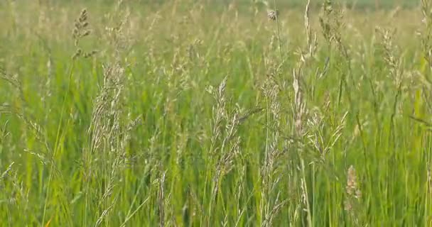 Grönt gräs närbild. Vinden blåser. Horisontell panorering. — Stockvideo