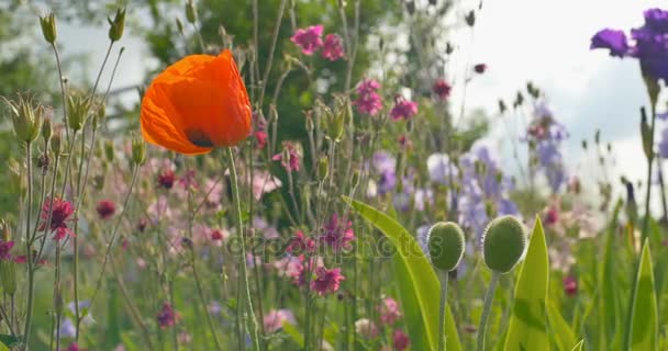 Poppy en andere bloemen groeit in een tuin — Stockvideo