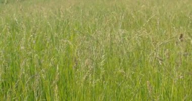 Yeşil çim yakın çekim. Esen rüzgar.