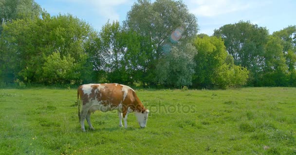 Kráva žere trávu na louce na letní pastviny. — Stock video