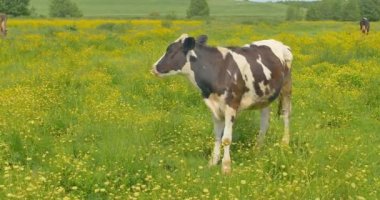 Yaz mera üzerinde çayırda çim inek yiyor.