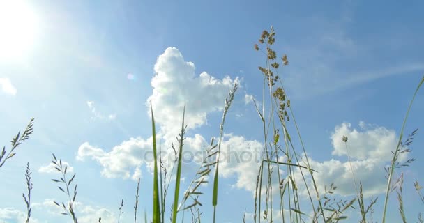 Vista de abajo hacia arriba. Hierbas salvajes. Nubes. Hermosa primavera . — Vídeo de stock