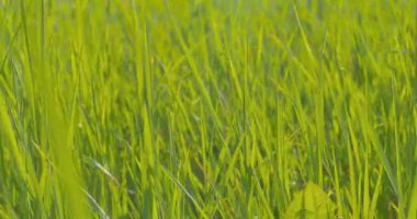 Yeşil çim yakın çekim. Esen rüzgar. Yatay kaydırma.