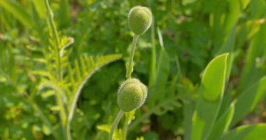 Haşhaş ve diğer Çiçekler büyür bir bahçede