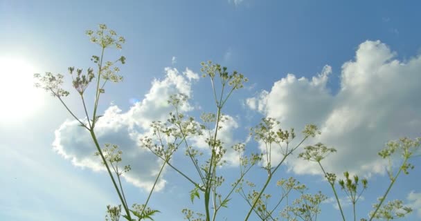 Κάτω σε κάτοψη. Άγρια βότανα. Σύννεφα. Όμορφη άνοιξη. — Αρχείο Βίντεο