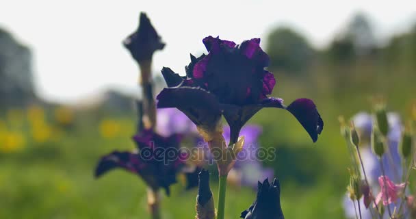Puprle oscuro flores de iris en un jardín — Vídeos de Stock