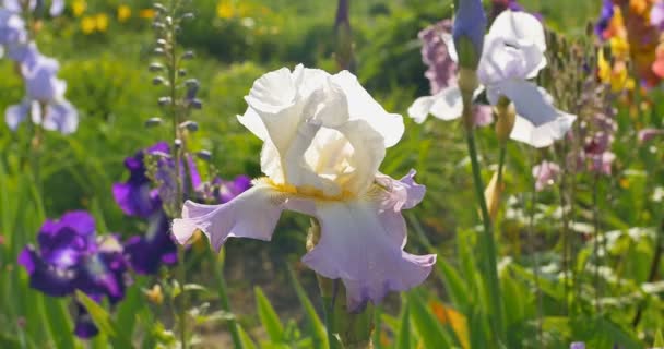Differently-colored iris flowers in a garden — Stock Video