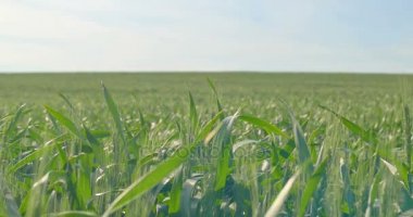 Yeşil buğday darbe rüzgarda takip ediyor.