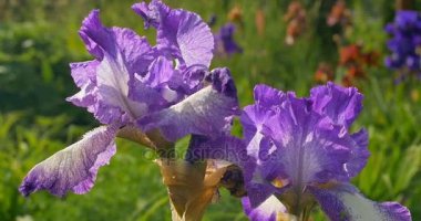 Menekşe iris Çiçek Bahçe