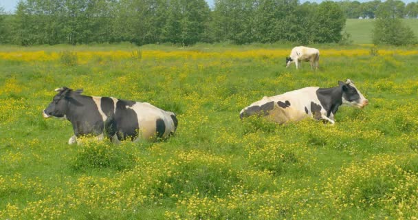 As vacas estão a descansar num prado. Vacas e novilhas jovens relaxam silenciosamente no prado em pastagens de verão . — Vídeo de Stock