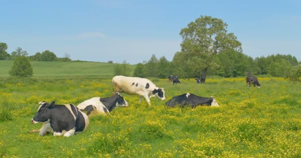 Las vacas descansan en un prado. Vacas y novillas jóvenes se relajan tranquilamente en el prado en los pastos de verano . — Vídeo de stock