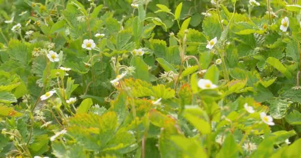 Strawberry Garden. Arbusto de fresa creciendo en el jardín — Vídeo de stock