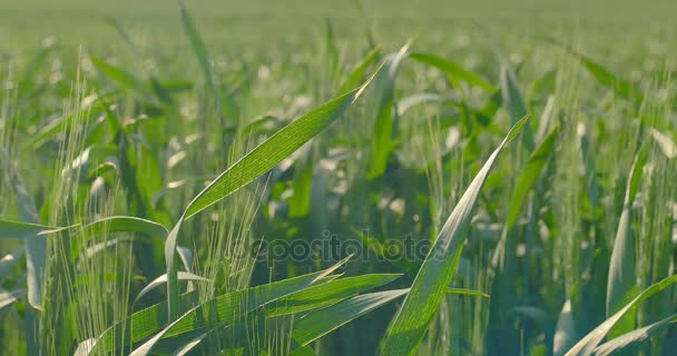 Les tiges de blé vert soufflent dans le vent — Video