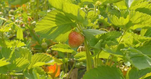 Φράουλα κήπος. Φράουλα Μπους αυξάνεται στον κήπο. — Αρχείο Βίντεο