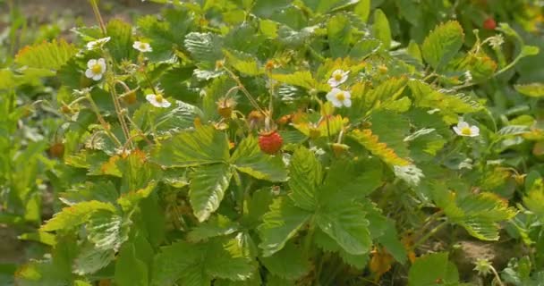 Strawberry Garden. Arbusto de fresa creciendo en el jardín — Vídeos de Stock