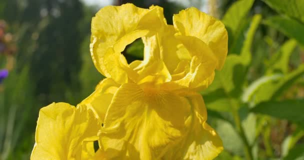 Žlutý iris květiny v zahradě