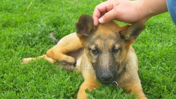 享受宠爱的小狗 — 图库视频影像