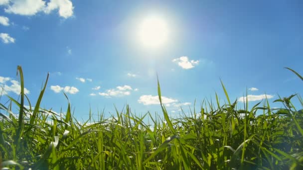 Groen veld en hemelsblauw met witte wolk. — Stockvideo