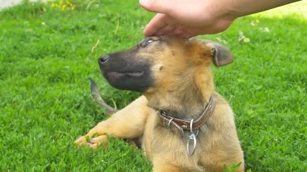 Kleiner Hund genießt Streicheleinheiten — Stockvideo