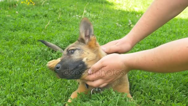 Mały pies cieszyć pieszczoty — Wideo stockowe