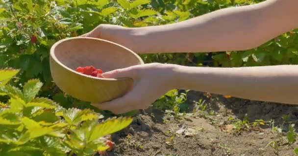 Jeune femme mains cueillette fraise dans le champ à assiette en bois — Video