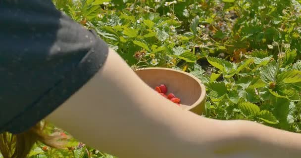 Manos de mujer joven recoger fresa en el campo a plato de madera — Vídeo de stock