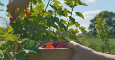 malzeme çekme alanı kızarmış berry ahşap plaka eller genç kadın