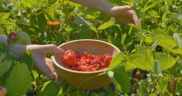 Manos de mujer joven recoger fresa en el campo a plato de madera — Vídeo de stock
