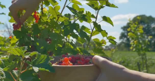 Manos de mujer joven recogiendo bayas fritas en el campo a plato de madera — Vídeos de Stock